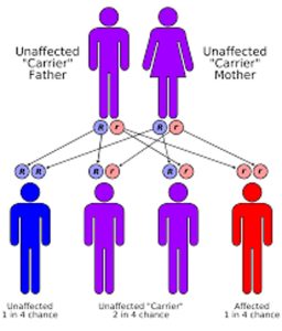 1-3-Pompe-inheritance